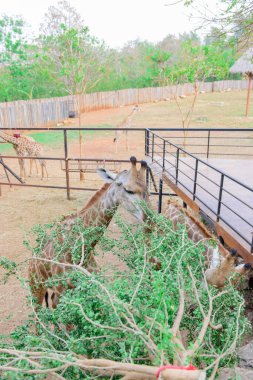 Zürafayı besleme zamanı.