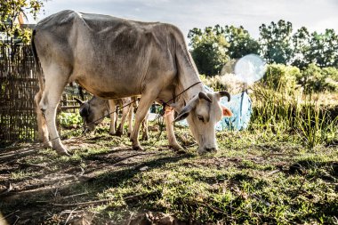 Çiftlikteki ineğin kapatılması, tarım kavramı  