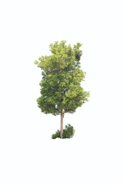 Zbliżenie Gałęzi Drzew Jako Tła — Zdjęcie stockowe