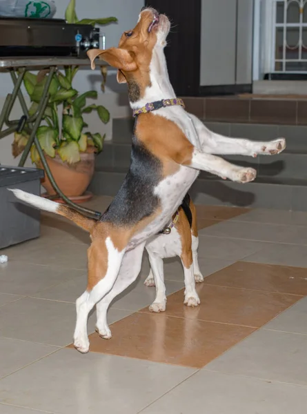 Gros Plan Chiens Mignons Maison — Photo