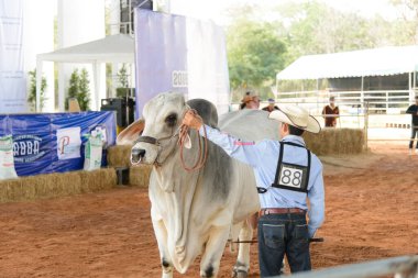 Çiftlikteki beyaz boğa.