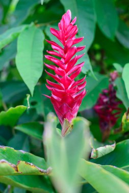 Bitki bahçesindeki yakın çekim alanı, güzel, pembe, mor