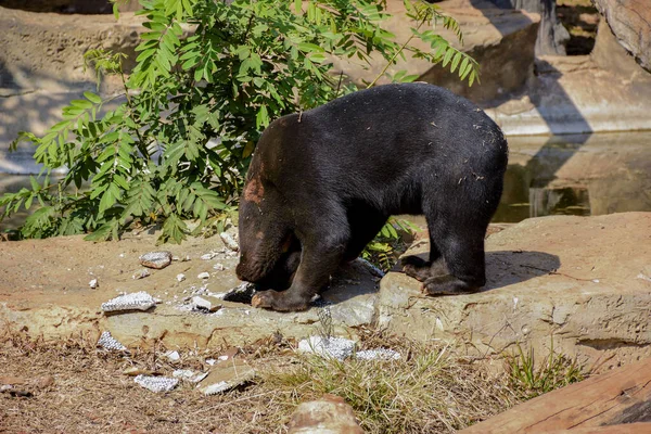 Azji Czarny Niedźwiedź Zoo — Zdjęcie stockowe