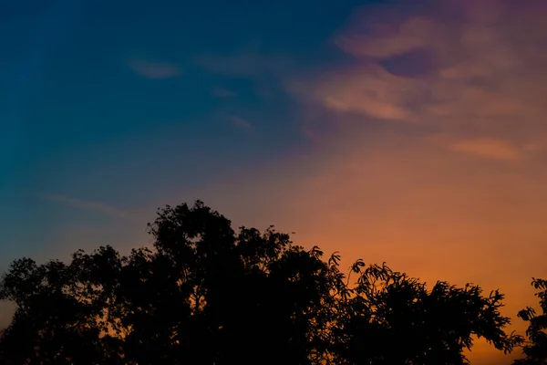 Silhouet Van Bomen Avondtijd — Stockfoto