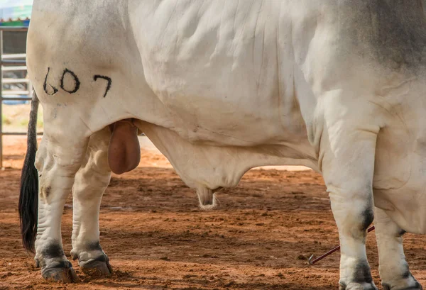 Weißer Bulle Auf Bauernhof — Stockfoto