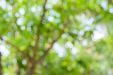 Bulanık yeşil ağaç dalları, boşluğu kopyala