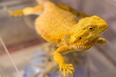 kırmızı sincap bir ağacın dalında