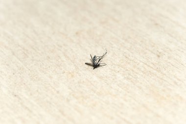 Böceğe yakın, seçici odaklanma