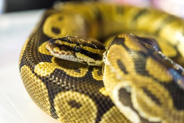 Teraryumdaki tehlikeli yılanın yakın görüntüsü