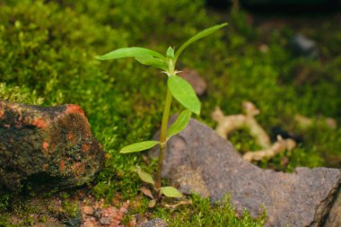 Ormandaki çayır üzerindeki yeşil bitki