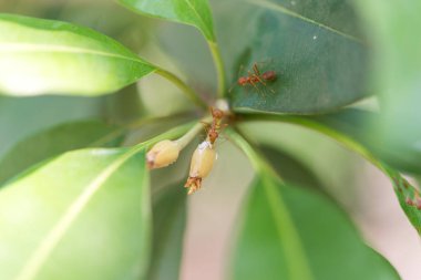 Parlak güneş ışığıyla meyveli kırmızı karıncalar