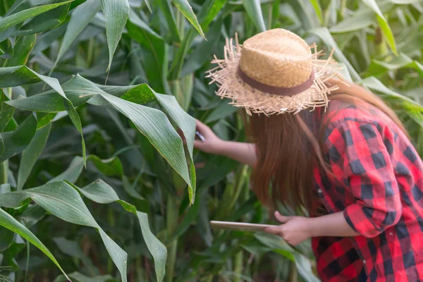 Asian Cheerful female farmer at corn farm,Check of agricultural product,Thailand people,Near the harvest season