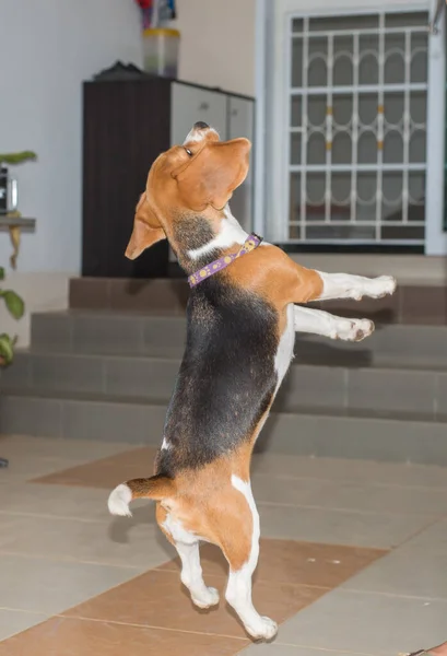 Primer Plano Lindo Perro Aire Libre — Foto de Stock