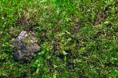 yeşil çimen dokusu arkaplanı