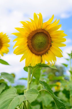 Güneşli yaz gününde ayçiçeği tarlası manzarası  