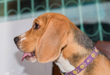 sevimli köpek açık havada yakın çekim 