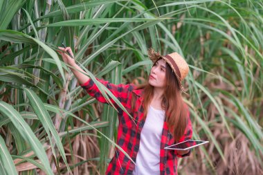 Şeker kamışı çiftliğinde Asyalı neşeli kadın çiftçi, Tayland 'da tarımsal ürün kontrolü, hasat mevsimine yakın.
