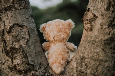 Yalnız oyuncak ayı, klasik esmer tonda.