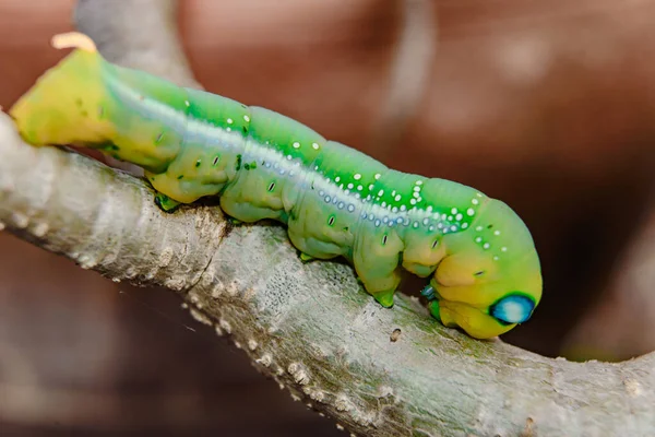 Grote Groene Worm Boom Macro View Selectieve Focus Zachte Focus — Stockfoto