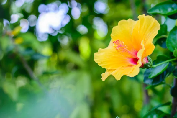 热带黄花背景 — 图库照片