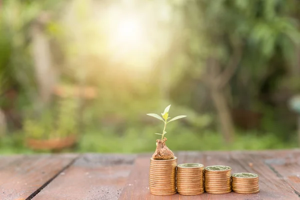 木の背景に植物とお金のコインの成長グラフ 明るい太陽光 お金の概念を節約 — ストック写真