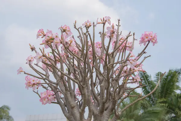 Azalea Tree Growing Outdoors — 图库照片