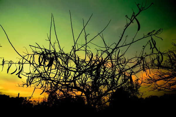 Close Tree Branches Background — Stock Photo, Image