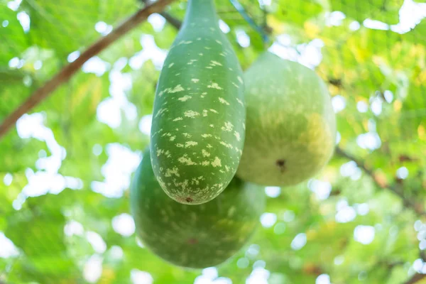 Green zucchini from low angle, blur, select focus