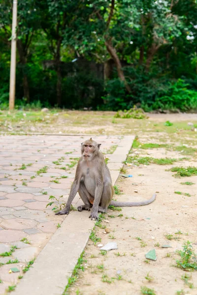 Affe Auf Dem Berg Bei Chonburi Thailand — Stockfoto