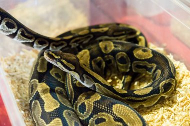 Teraryumdaki tehlikeli yılanın yakın görüntüsü