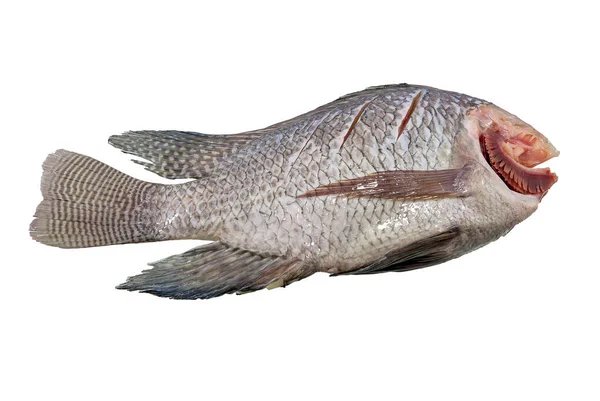 Testa Taglio Tilapia Fresca Cucinare Sfondo Bianco Thailandia — Foto Stock