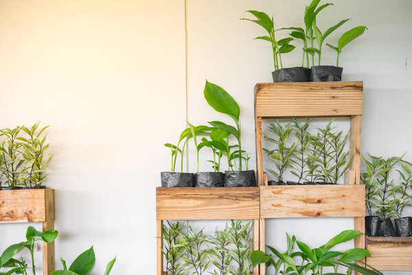 Маленькие деревья в деревянном горшке для декоративного сада на белой стене с ярким солнечным светом
