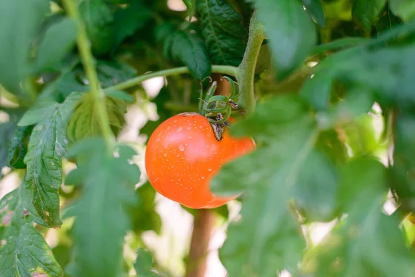 Red Tomatoes Garden Thai — ストック写真