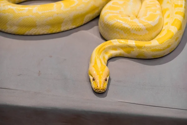 Vue Rapprochée Serpent Dangereux Dans Terrarium — Photo