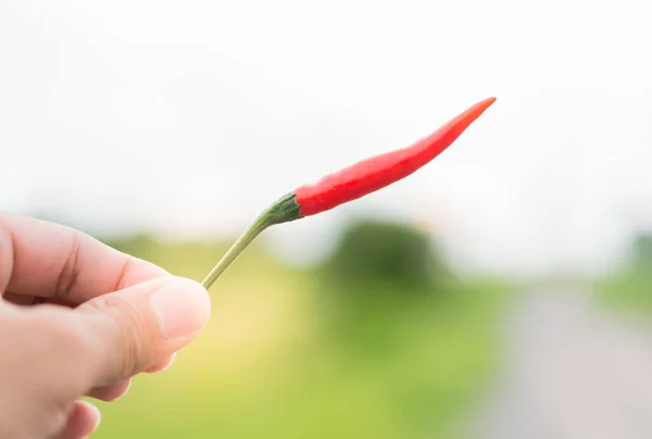 Closeup hand pick red chilli with bright sunlight