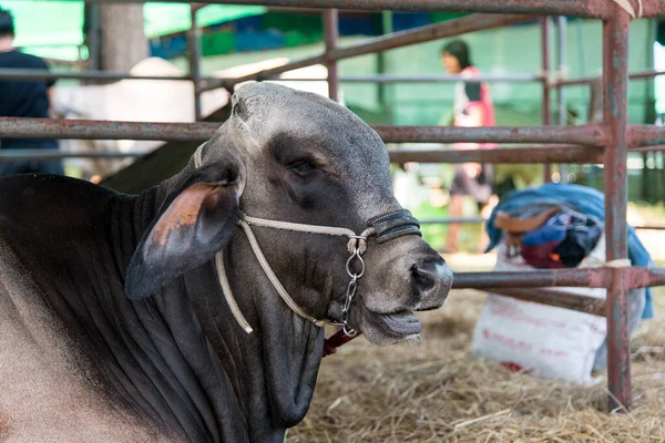 Nahaufnahme Der Kuh Auf Dem Hof Landwirtschaftliches Konzept — Stockfoto