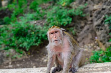 Tayland 'ın Chonburi' sindeki dağdaki maymun. 