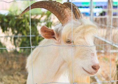 Yaklaş beyaz ve kahverengi keçi, sakal güzel, korat, thailand