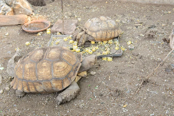 Schildpadden Eten Maïs — Stockfoto