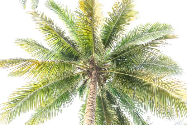 Looking straight up at a coconut tree under an overcast sky.