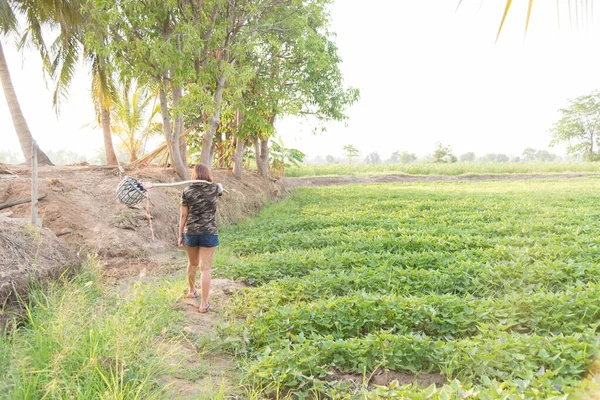 Mujer Hermosa Rural Utilizar Poste Para Cosecha Mango Jardín —  Fotos de Stock