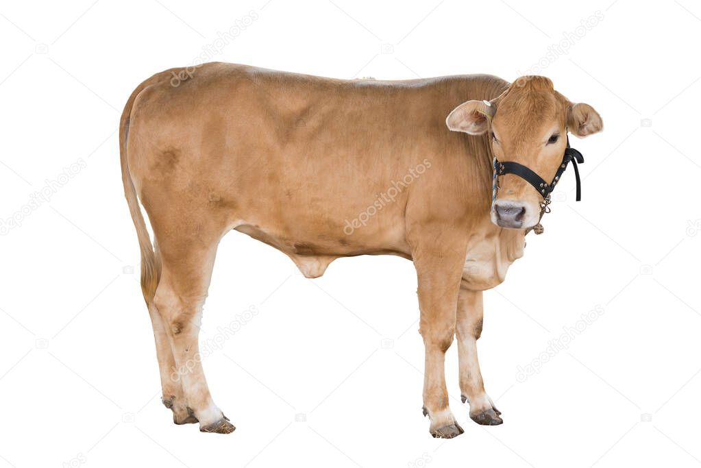 Good brahman cow isolate on white background,This has clipping path