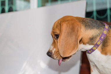sevimli köpek açık havada yakın çekim 