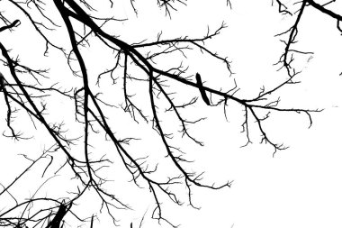 Arkaplan olarak ağaç dallarını kapat 