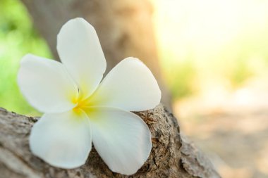 Egzotik çiçeğe yakın, doğa konsepti.