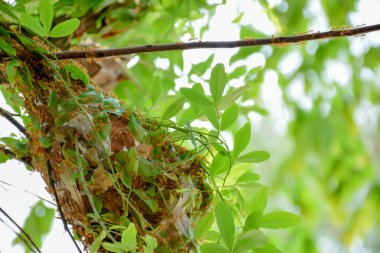 Ormandaki ağaçta yeşil yapraklar