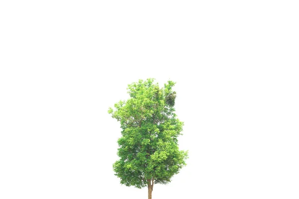 Árbol Verde Aislado Sobre Fondo Blanco — Foto de Stock