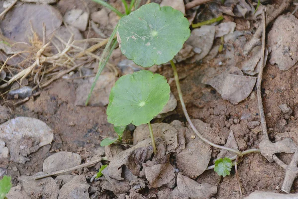 Bua Bok Asiatic — стоковое фото