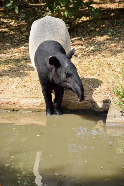 Tapir Dans Zoo Jour Ensoleillé — Photo