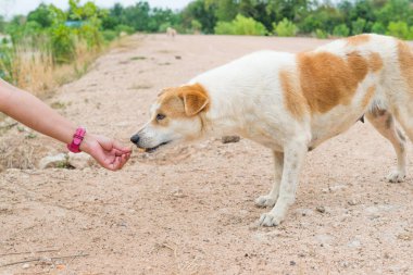 sevimli köpek açık havada yakın çekim 